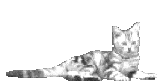 Cool cat animation